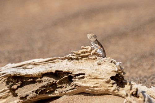 Arabian toad-headed agama in the desert