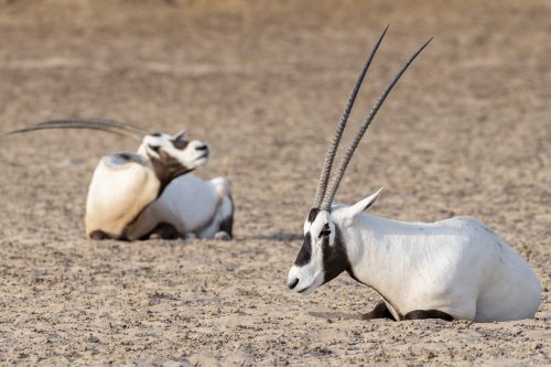 Arabian Oryx, Dubai, UAE