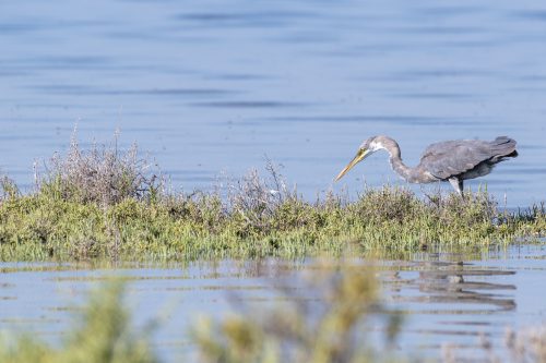 Great Blue Heron hunting, Umm Al Quwain, UAE