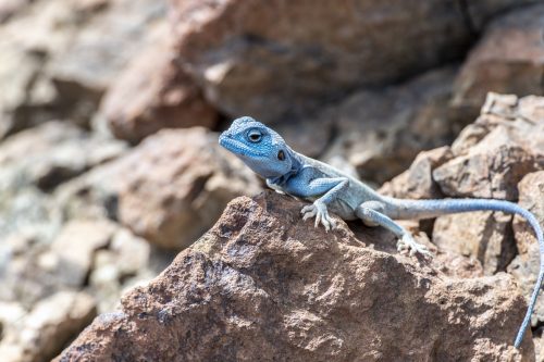 Male Sinai Agama (Pseudotrapelus sinaitus) with his sky-blue coloration