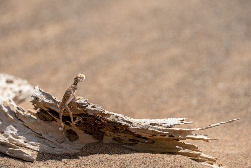 Arabian toad-headed agama (Phrynocephalus arabicus) in the Desert <ul class="exif"><li>Aperture: ƒ/8</li><li>Credit: David GABIS</li><li>Camera: NIKON D810</li><li>Caption: Arabian toad-headed agama (Phrynocephalus arabicus) in the Desert, standing on a dead trunk with copy space, Sharjah, United Arab Emirates (UAE), Arabian Peninsula, Middle East</li><li>Taken: 24 February, 2020</li><li>Copyright: david@davidgabis.com</li><li>Exposure bias: +4/6EV</li><li>Flash fired: no</li><li>Focal length: 500mm</li><li>ISO: 100</li><li>Keywords: Agamidae, Arabian Peninsula, Middle East, Phrynocephalus arabicus, agama, animal, arabian, arid, background, body, camouflage, chameleons, chisel-teeth, close-up, color, colored, colorful, dead trunk, desert, dry, gecko, isolated, lizard, macro, nature, one, orange, pet, reptile, rough, sand, sandy, scales, sharjah, skin, toad-headed, united arab emirates, vertebrate, white, wild, wildlife, zoology</li><li>Shutter speed: 1/500s</li><li>Title: Arabian toad-headed agama (Phrynocephalus arabicus) in the Desert</li></ul>