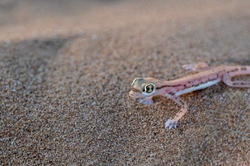 Arabian Short-Fingered Gecko