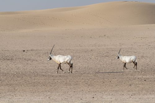 Arabian oryxes walking in the desert of Dubai Emirates,United Arab Emirates (UAE), Middle East, Arabian Peninsula