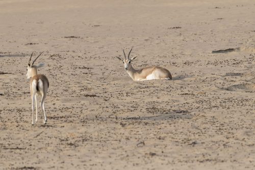 Arabian sand gazelles, Dubai, UAE 🇦🇪