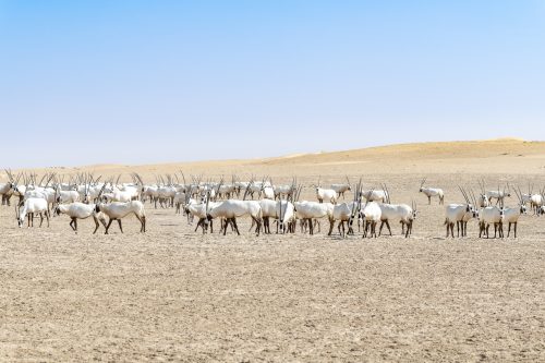 Arabian Oryxes, Dubai Emirates, UAE 🇦🇪