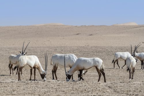 Herd of Arabian Oryxes seen in the Desert of Dubai Emirates, United Arab Emirates, UAE 🇦🇪 , Middle East