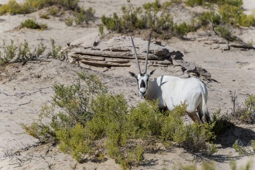 Arabian Oryx, Dubai Emirates, UAE 🇦🇪