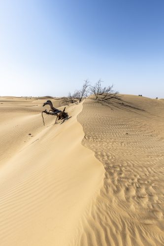 Tree eaten by the desert, Dubai, UAE 🇦🇪