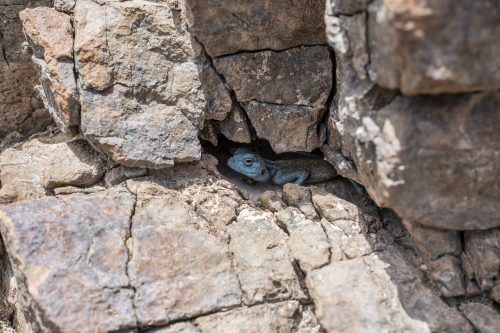 Male Sinai Agama photograph