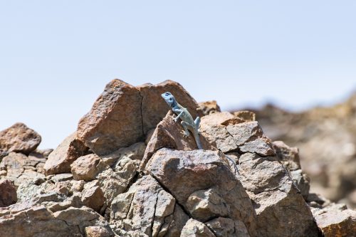 Male Sinai Agama (Pseudotrapelus sinaitus) with his sky-blue coloration