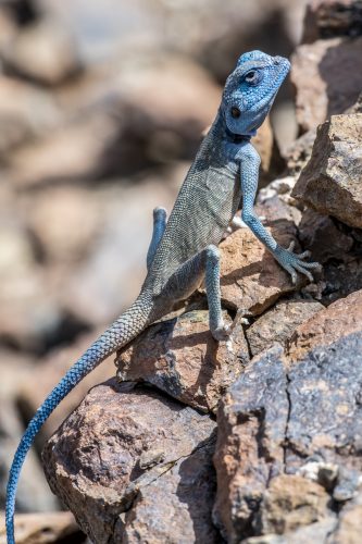 Male Sinai Agama (Pseudotrapelus sinaitus) [exif id="526"]