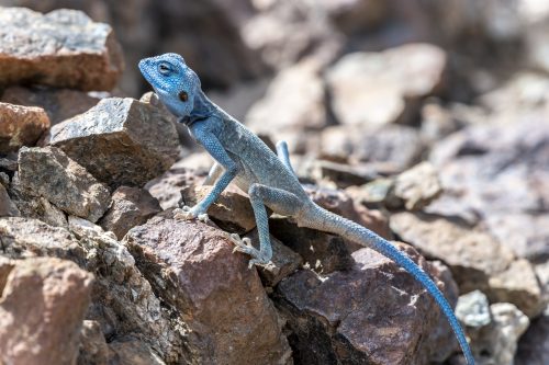 Male Sinai Agama (Pseudotrapelus sinaitus) with his sky-blue coloration