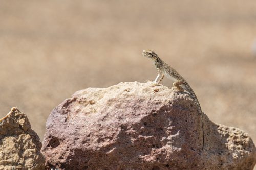 Arabian toad-headed agama <ul class="exif"><li>Aperture: ƒ/8</li><li>Credit: David GABIS</li><li>Camera: NIKON D850</li><li>Caption: Close-up of Arabian toad-headed agama (Phrynocephalus arabicus) in the Desert, stanbding on a stone, Sharjah, United Arab Emirates (UAE), Arabian Peninsula, Middle East</li><li>Taken: 24 February, 2020</li><li>Copyright: david@davidgabis.com</li><li>Exposure bias: -4/6EV</li><li>Focal length: 500mm</li><li>ISO: 64</li><li>Keywords: Agamidae, Arabian Peninsula, Middle East, Phrynocephalus arabicus, agama, animal, arabian, arid, background, body, camouflage, chameleons, chisel-teeth, close-up, color, colored, colorful, copy space, desert, dry, gecko, isolated, lizard, macro, nature, one, orange, pet, reptile, rough, sand, sandy, scales, sharjah, skin, toad-headed, united arab emirates, vertebrate, white, wild, wildlife, zoology</li><li>Location: <a href="//maps.google.com/maps?q=25.031705,55.774255&ll=25.031705,55.774255&z=11"><img src="//maps.googleapis.com/maps/api/staticmap?zoom=0&size=10x10&maptype=roadmap
&markers=color:blue%7Clabel:S%7C25.031705,55.774255&sensor=false" alt="25° 1.9023′ 0″ N 55° 46.4553′ 0″ E" title="25° 1.9023′ 0″ N 55° 46.4553′ 0″ E" width="10" height="10" style="vertical-align:top;" /></a></li><li>Shutter speed: 1/250s</li><li>Title: Arabian toad-headed agama (Phrynocephalus arabicus) in the Desert</li></ul>