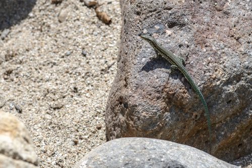 green lizard, Corsica, France