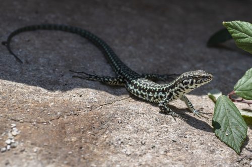 green lizard, Corsica, France <ul class="exif"><li>Aperture: ƒ/11</li><li>Credit: @David GABIS</li><li>Camera: NIKON D850</li><li>Caption: green lizard observed beside Travu river nearSolenzara, Corsica, France</li><li>Taken: 4 August, 2019</li><li>Copyright: David@davidgabis.com</li><li>Focal length: 100mm</li><li>ISO: 100</li><li>Keywords: Reptilia, animal, close up, close-up, conservation, corse, corsica, endemic, environment, europe, fauna, forest, france, green, harmless, lizard, macro, mediterranean, nature, nature conservation, oviparous, podarcis, reptile, rock, rural, small, species, sunbathing, tiliguerta, tyrrhenian, tyrrhenian wall lizard, wild, wildlife, zoology</li><li>Shutter speed: 1/200s</li><li>Title: green lizard, Corsica, France</li></ul>