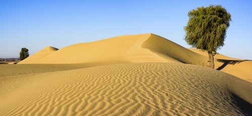 Dunes, early in the morning