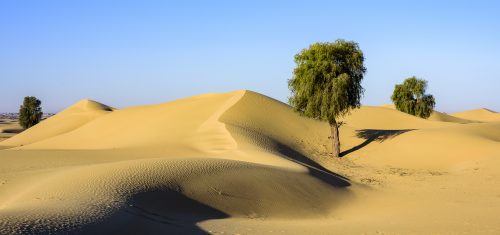 Forest in the Desert <ul class="exif"><li>Aperture: ƒ/8</li><li>Credit: David GABIS</li><li>Camera: NIKON D810</li><li>Caption: Some trees in the nice desert of Dubai (Al Faqaa). A place I like to go to camp with some friends.</li><li>Taken: 29 December, 2015</li><li>Copyright: David@davidgabis.com</li><li>Exposure bias: +1.3EV</li><li>Flash fired: no</li><li>Focal length: 50mm</li><li>ISO: 64</li><li>Keywords: Middle East, acacia, alone, arabia, arabian gulf, arid, background, climate, concept, daytime, desert, desert landscape, drought, dry, dunes, earth, environment, global, green, land, landscape, life, loneliness, lonely, moon, natural, nature, one, plant, remote, rock, sand, sand dunes, sandy background, scenery, single, sky, solitude, summer, tree, tree isolated</li><li>Shutter speed: 1/125s</li><li>Title: Forest in the Desert</li></ul>