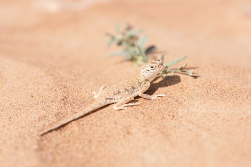 Arabian toad-headed agama (Phrynocephalus arabicus) in the Desert