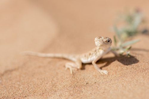 Arabian toad-headed agama (Phrynocephalus arabicus) in the Desert