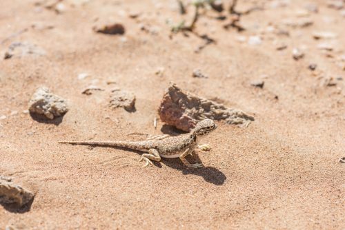 Arabian toad-headed agama (Phrynocephalus arabicus) in the Desert