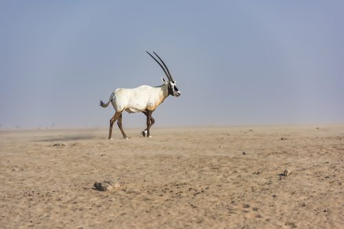 Arabian Oryx, Dubai Emirates, UAE 🇦🇪