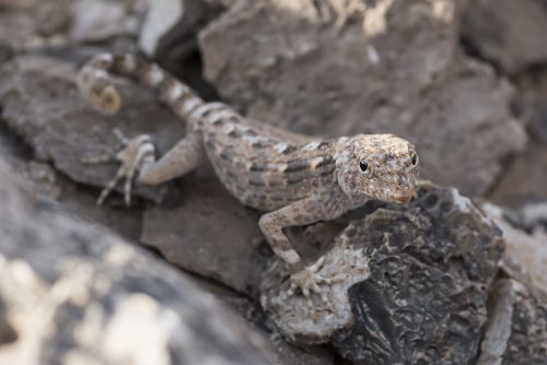 Rock semaphore gecko (Pristurus rupestris), Ras Al Hadd, OMAN