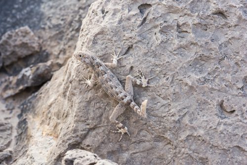 Rock semaphore gecko (Pristurus rupestris), Ras Al Hadd, OMAN