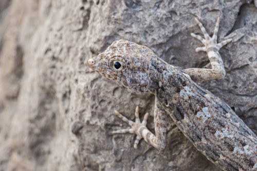 Rock semaphore gecko (Pristurus rupestris), Ras Al Hadd, OMAN