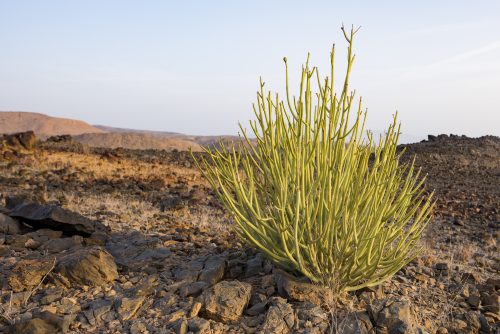Euphorbia (Euphorbia larica), Sultanate of Oman 🇴🇲
