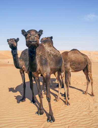 Black camels in the desert of sand looking at the camera. Abu Dhabi Emirates, United Arab Emirates, UAE, Middle East, Arabian Peninsula