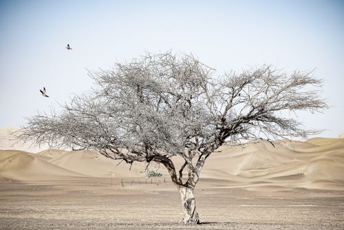 The desert seems "empty" to us but life is everywhere! A tree can harbor a colony of birds, insects and other beetles and can be an issue when it is dying.