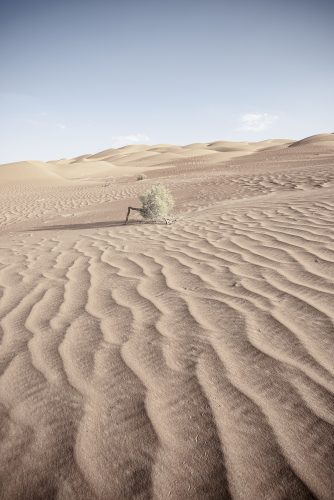 Green bush in the desert of Abu Dhabi Emirates, United Arab Emirates