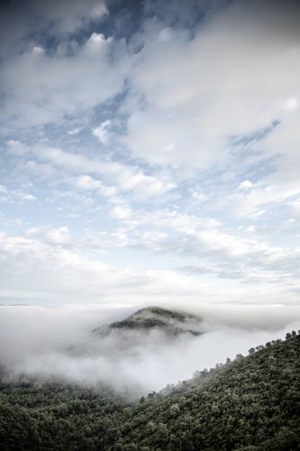 Morning Fog in the forest in Provence, South of France "Neblós" means foggy in Provencal