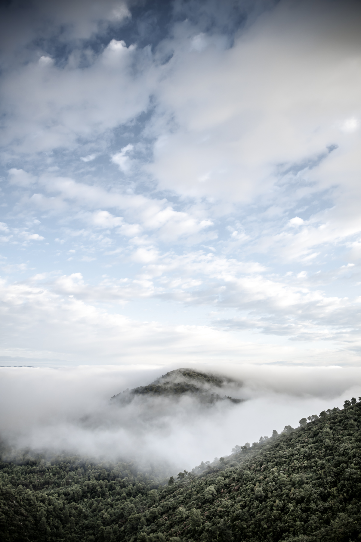 Morning Fog in the forest in Provence, South of France