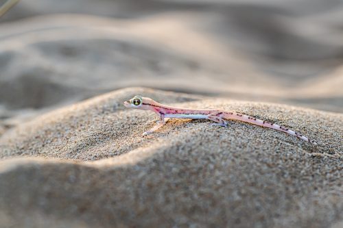 Desert Beauty- Arabian Short-Fingered Gecko or Arabian sand gecko, Dubai Emirates desert, United Arab Emirates, UAE, Arabian Peninsula 🏆 Prize: IPA – The International Photo Awards 2023 - Honorable Mention