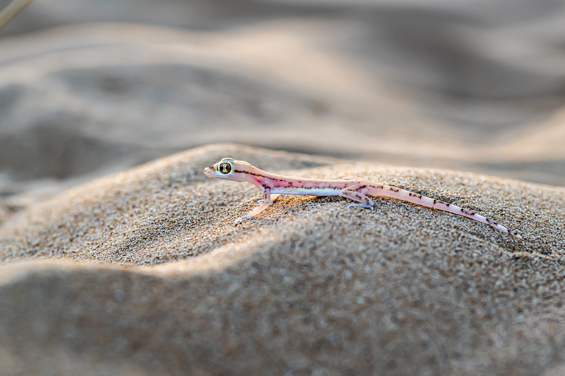 Discover the Arabian sand gecko, a marvel of desert life in Dubai. This award-winning picture earned IPA Honorable Mention 2023