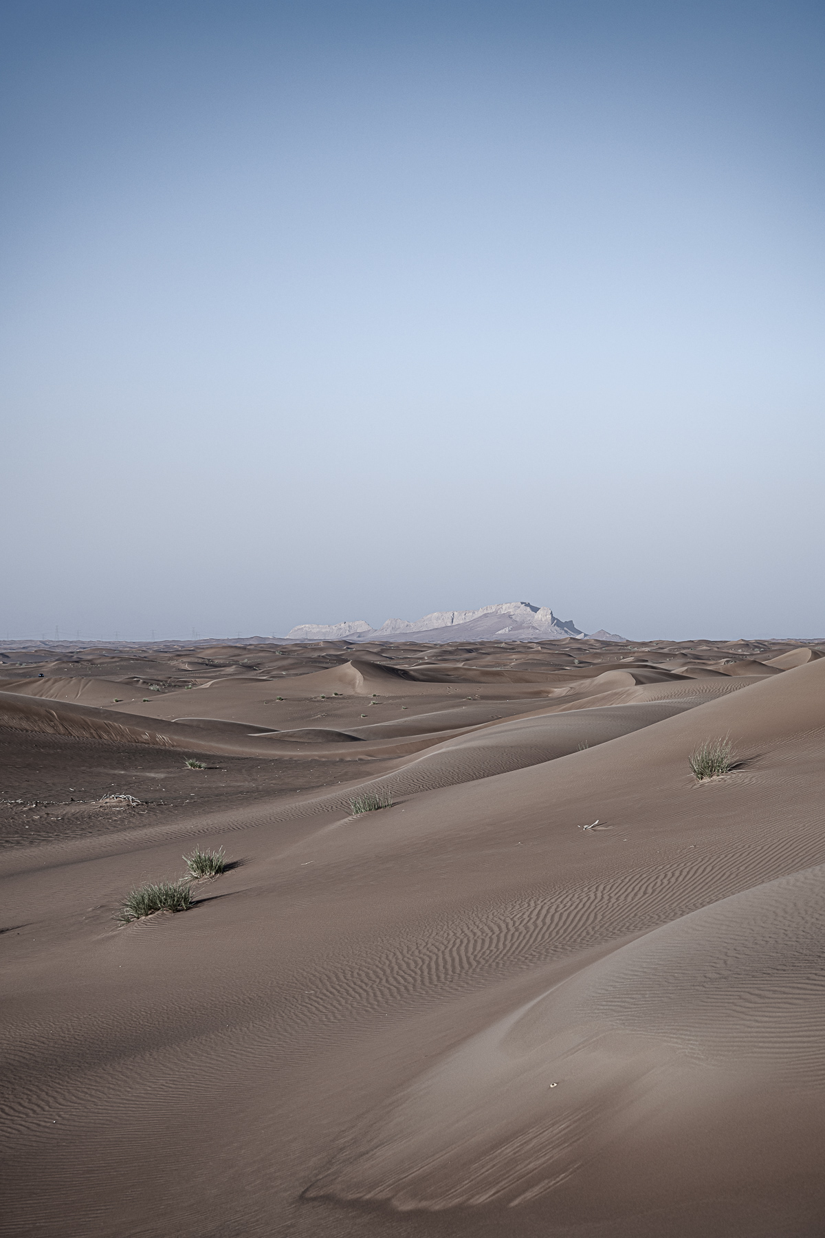 Discover the Arabian sand gecko, a marvel of desert life in Dubai. This award-winning picture earned IPA Honorable Mention 2023