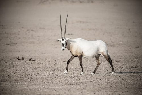 One Arabian oryx walking in the desert of the Middle Eat