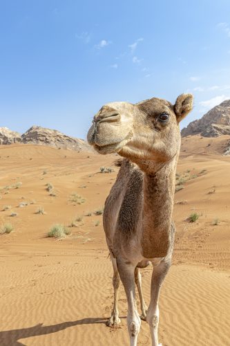 Camel in the desert looking at the camera against desert background