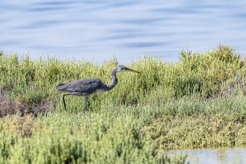 Great Blue Heron in the mangrove of Umm Al Quwain, United Arab Emirates (UAE), Middle East, Arabian Peninsula