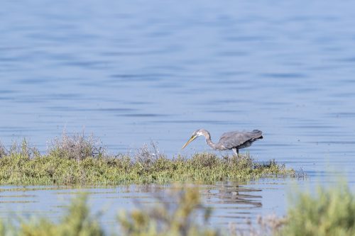 Great Blue Heron in the mangrove of Umm Al Quwain, United Arab Emirates (UAE), Middle East, Arabian Peninsula