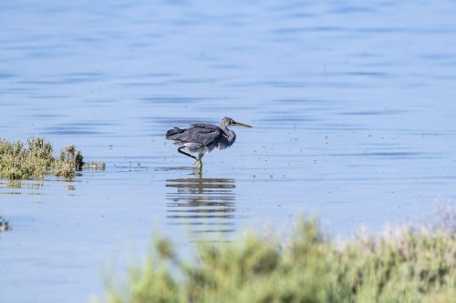 Great Blue Heron in the mangrove of Umm Al Quwain, United Arab Emirates (UAE), Middle East, Arabian Peninsula