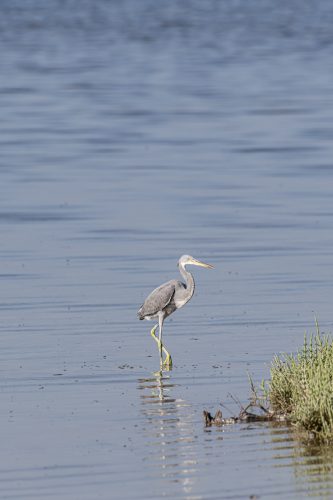 Great Blue Heron in the mangrove of Umm Al Quwain, United Arab Emirates (UAE), Middle East, Arabian Peninsula