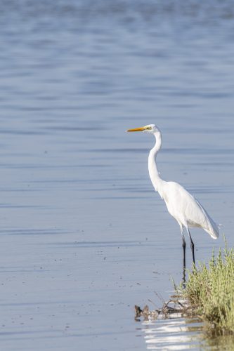 Western Reef Heron in the mangrove of Umm Al Quwain, United Arab Emirates (UAE), Middle East, Arabian Peninsula