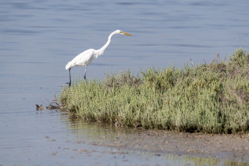 Western Reef Heron in the mangrove of Umm Al Quwain, United Arab Emirates (UAE), Middle East, Arabian Peninsula