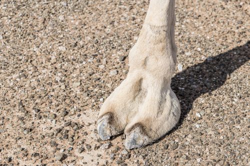 Camel padded feet closeup. Camels have pads on the bottom which spread out when stepped on, stopping the camel from sinking into loose and shifting sands. The thick sole provides a barrier against the hot desert sands.