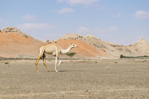 Camel walking in the desert of Sharjah Emirates, United Arab Emirates, UAE, Middle East, Arabian Peninsula