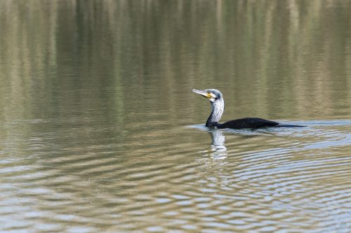 Waterbird or aquatic bird seen near Al Qudra Lakes, Dubai, United Arab Emirates (UAE), Middle East, Arabian Peninsula