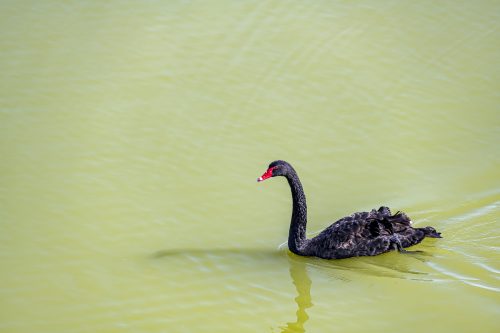 Black swan against green water, United Arab Emirates, Middle East, Arabian Peninsula