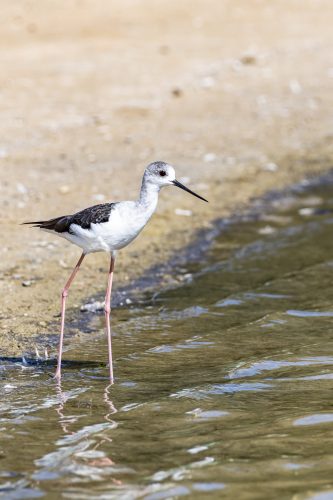 Stilt Bird, Al Qudra Lakes, Dubai, UAE 🇦🇪